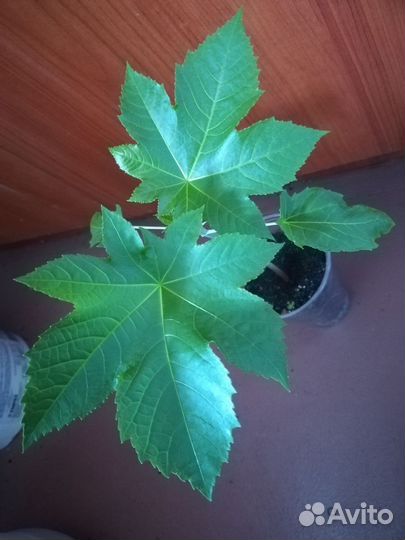 Рассада клещевины