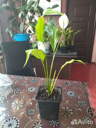 Спатифиллум