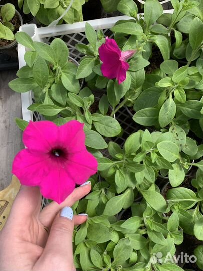 Рассада петунии