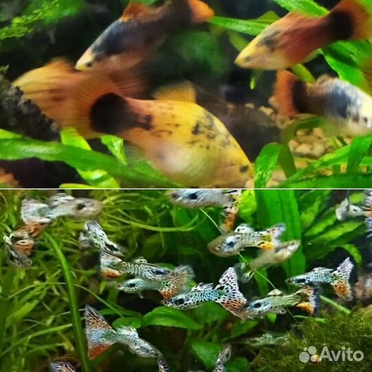 Аквариумные рыбки