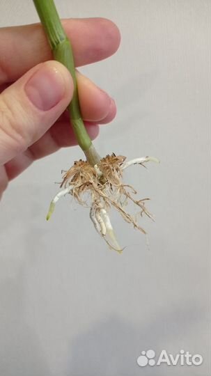 Орхидея дендробиум Stardust