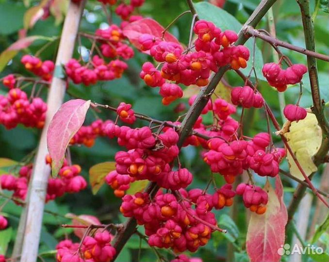 Саженцы бересклет 