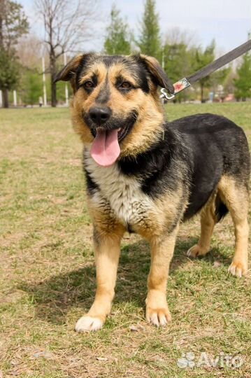 Собака в добрые руки отдам бесплатно