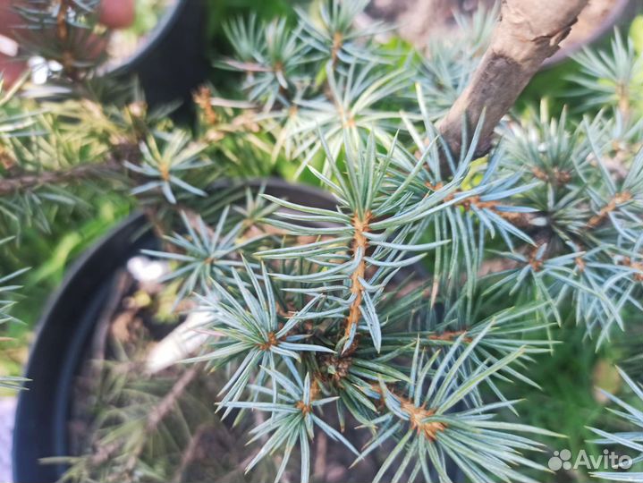 Ель голубая Mecky