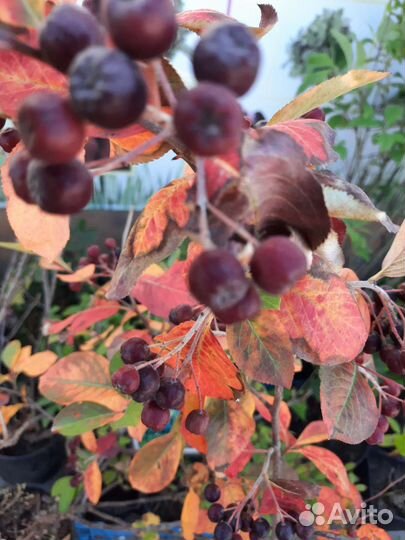 Рассада клубники сенсация,маригет,крапо,машенька