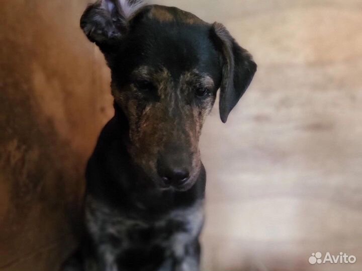 Собаку подростка сдали в приют