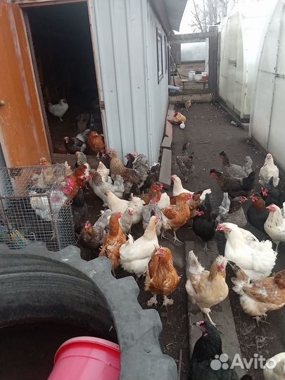 Куры несушки