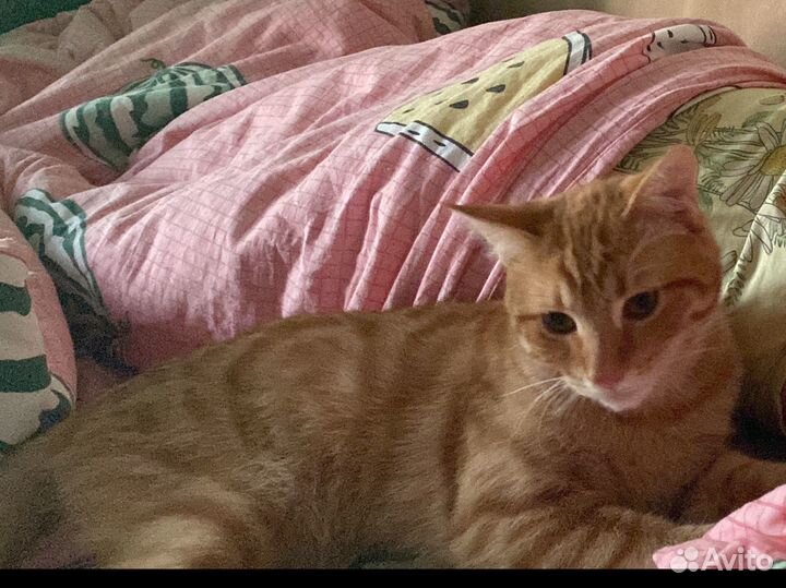 Рыжий котенок мальчик в добрые руки