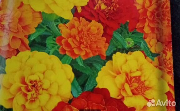 Рассада бархатцы