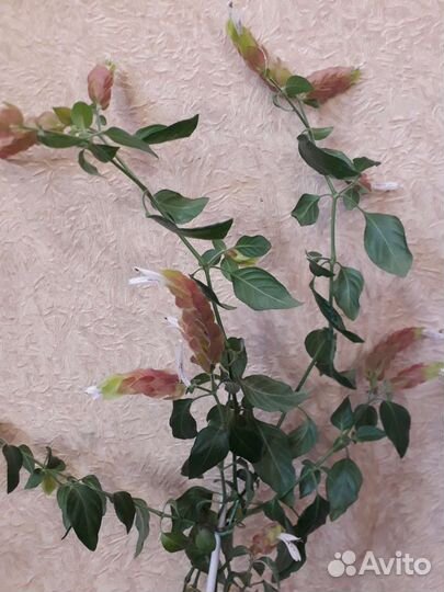 Белопероне комнатный цветок