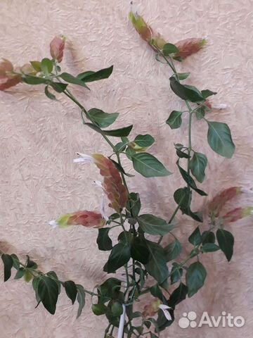 Белопероне комнатный цветок