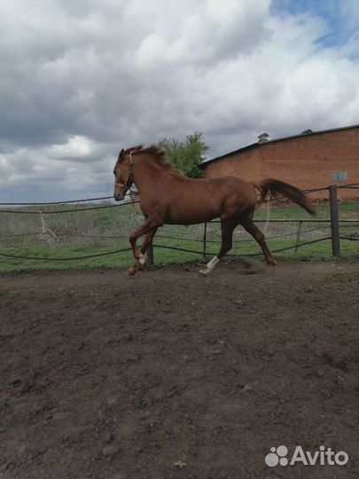 Русский рысак