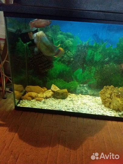 Хромис красавец аквариумная рыбка