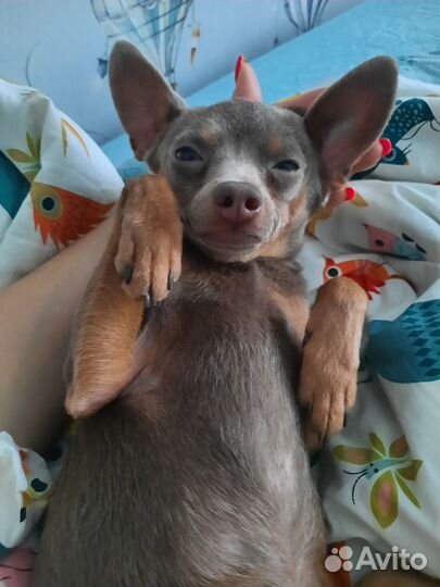 Вязка той-терьер