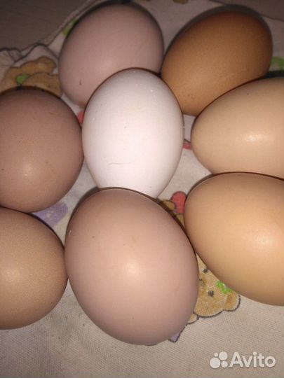 Домашние яйца