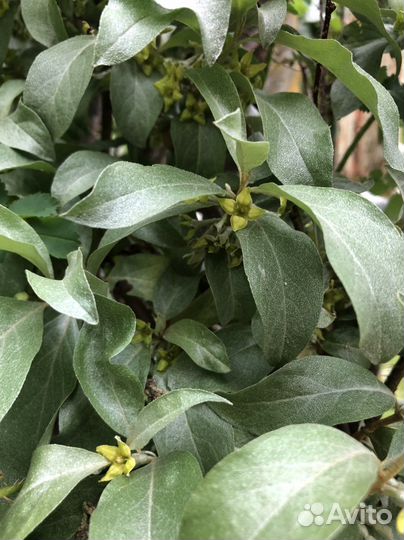 Саженцы растений