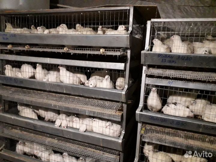 Перепела несушки