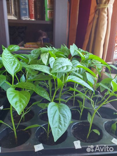 10 сортов помидор, (см.фото)