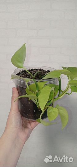 Сциндапсус Неон 2 шт в горшке 1 литр