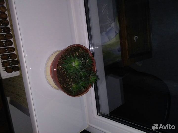 Цветы комнатные