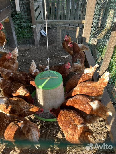 Куры несушки ломан браун