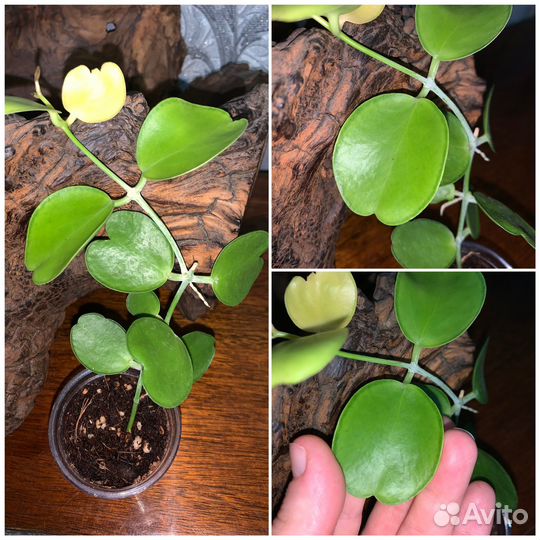 Растения комнатные декоративно-лиственные