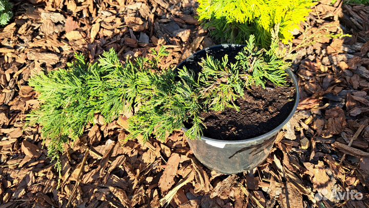 Можжевельники