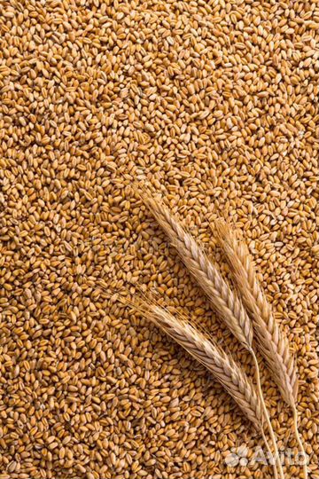 Продажа ячменя