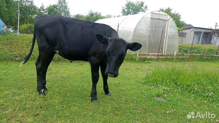 Телка 8 месяцев