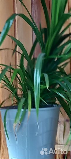 Панданус винтовая Пальма