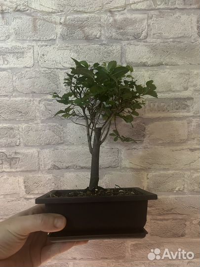 Дерево бонсай вяз