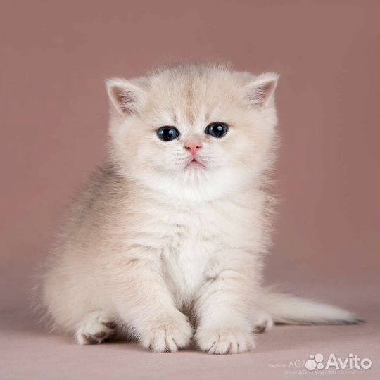 Котенок голубое золото