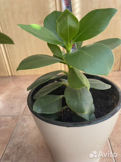 Клузия росеа