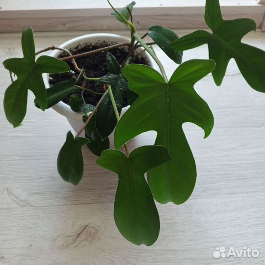 Разные цветы