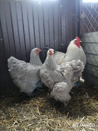 Курицы брама