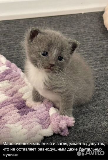 Кошка в дар