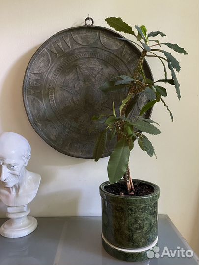 Большое комнатное растение в новом горшке