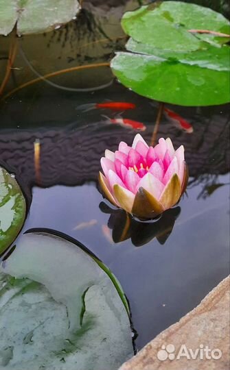 Нимфея Attraction, взрослая и детки