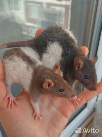 Крысята и взрослые крыски рекс