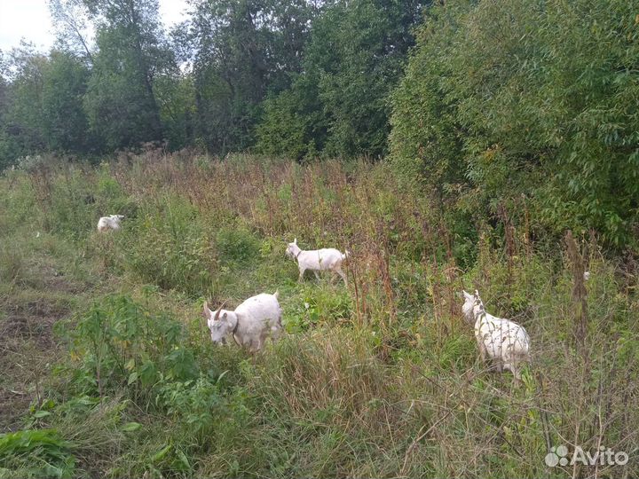 Овцы и козы