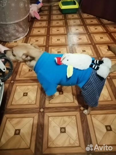 Отдам в добрые руки