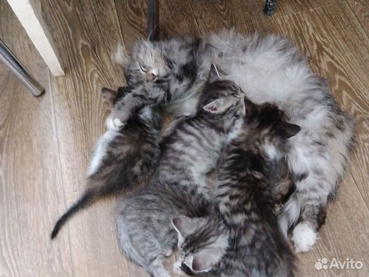 Котята в добрые руки