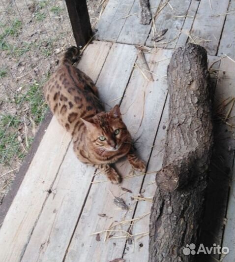 Бенгальские котята