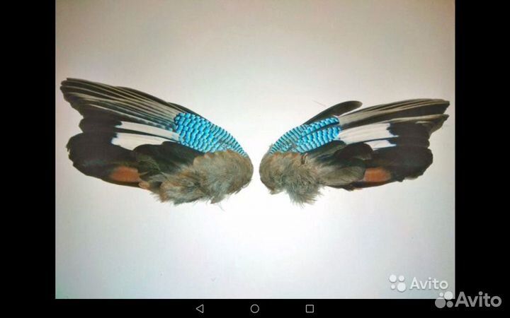 Крылья сойки, перья разных птиц