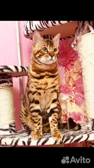 Мраморята и леопардики