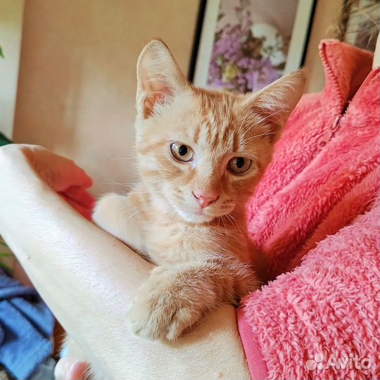 Рыжий котенок в добрые руки