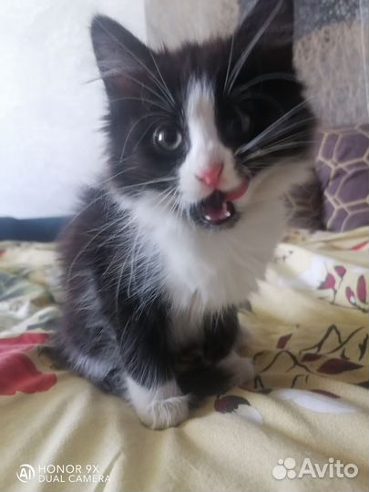 Котенок в добрые руки