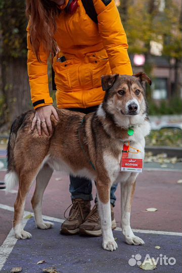 Собака в добрые руки бесплатно