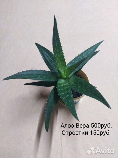 Алоэ вера, Аглонема, драцена