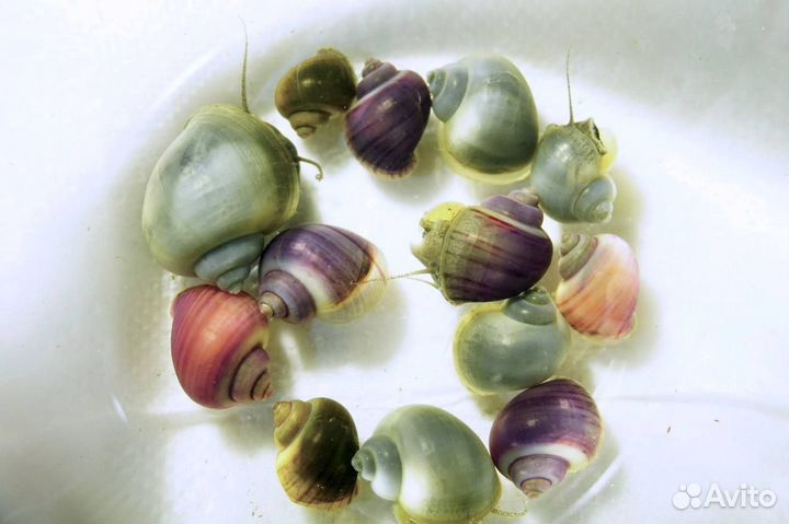 Улитки. Ампулярии разносцетные